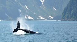 whale