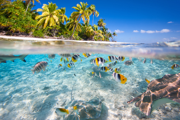 De zee met zeedieren bij de Stille Oceaan